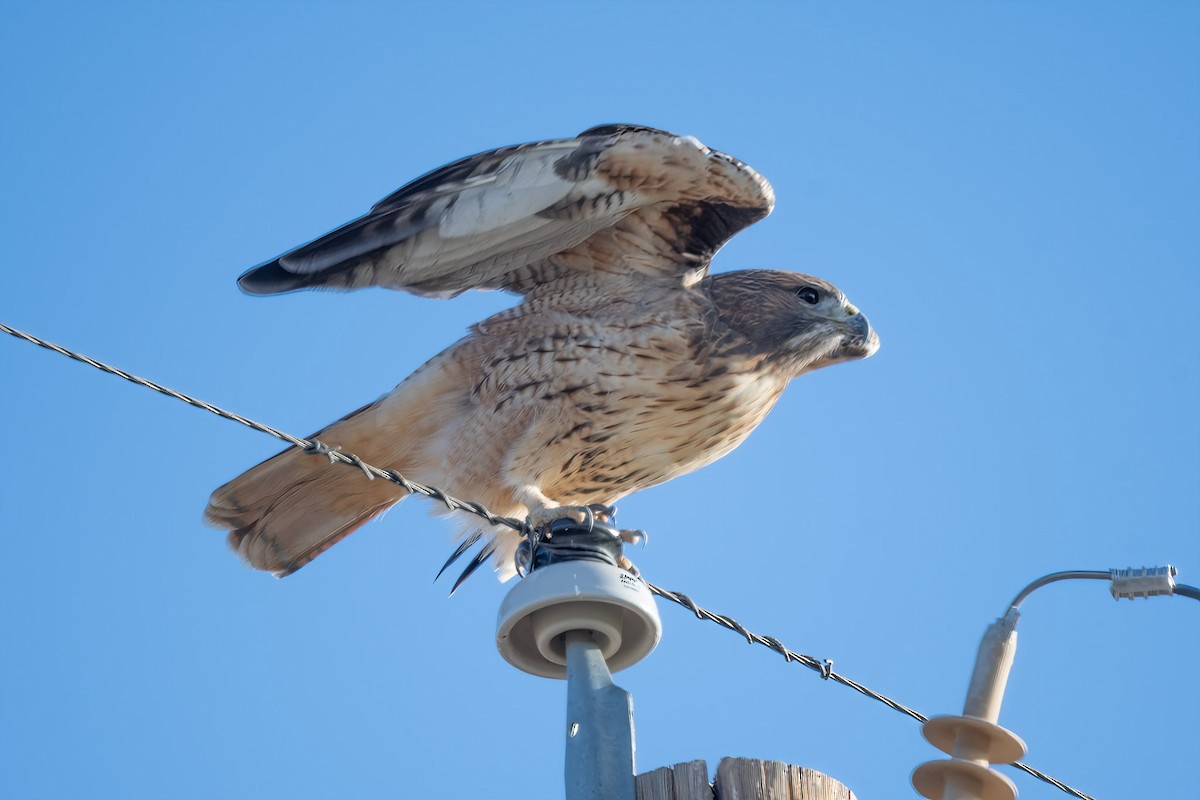 Red-tailed Hawk - ML610437903