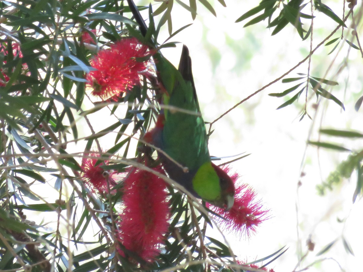 Red-capped Parrot - ML610438248