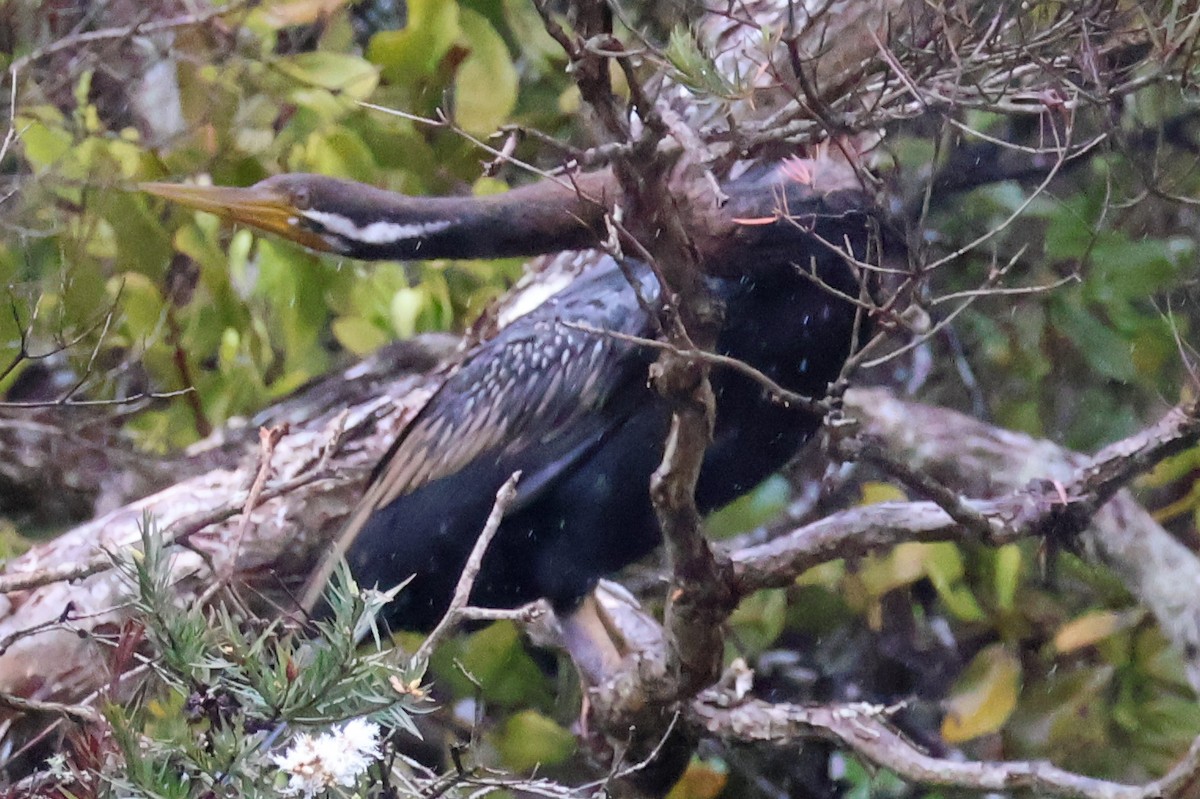 EBird Checklist 27 Oct 2023 Kempsey Railway Bridge 21 Species