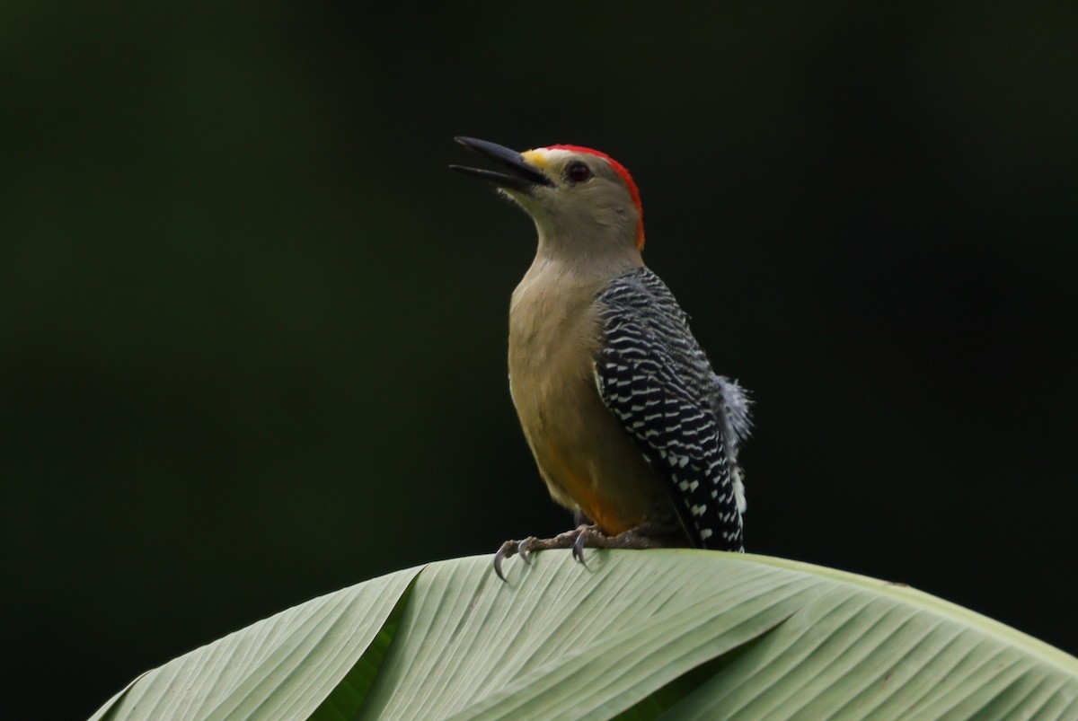 Golden-fronted Woodpecker (Velasquez's) - ML610438709