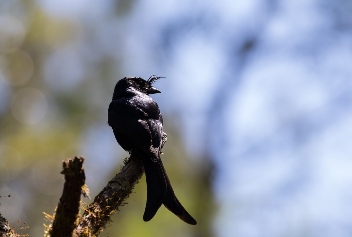 Crested Drongo - ML610438924
