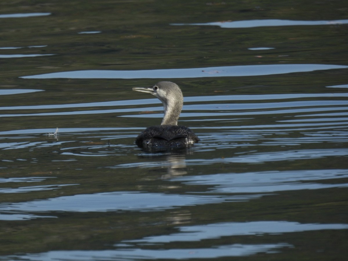Red-throated Loon - ML610438958
