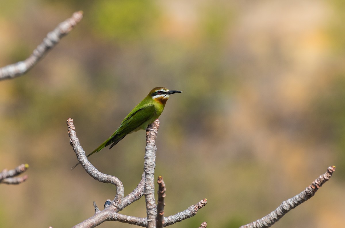 Madagascar Bee-eater - ML610439026