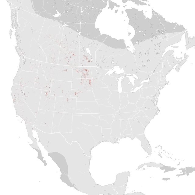 Mappa numerosità