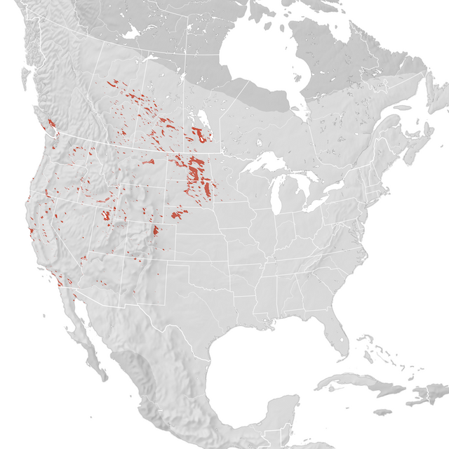 Mappa di distribuzione