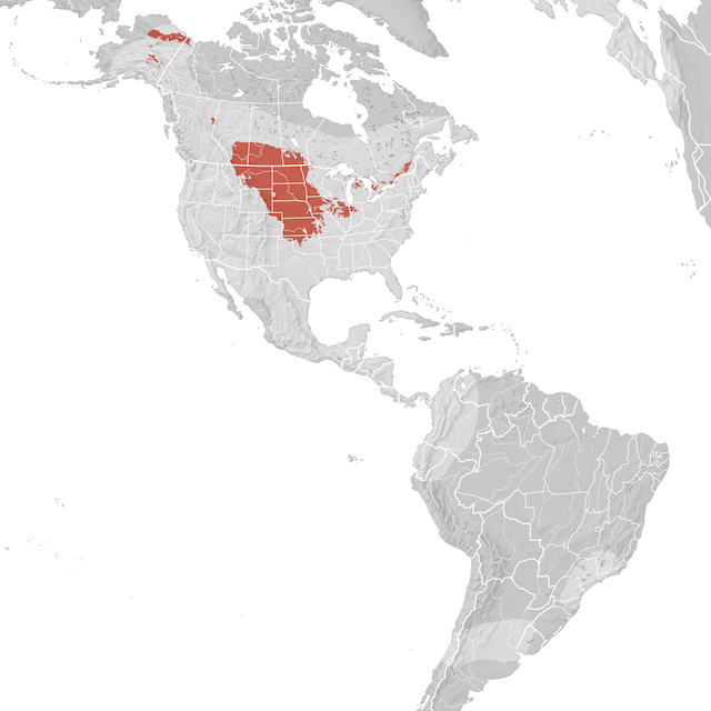 Mapa de Distribuição