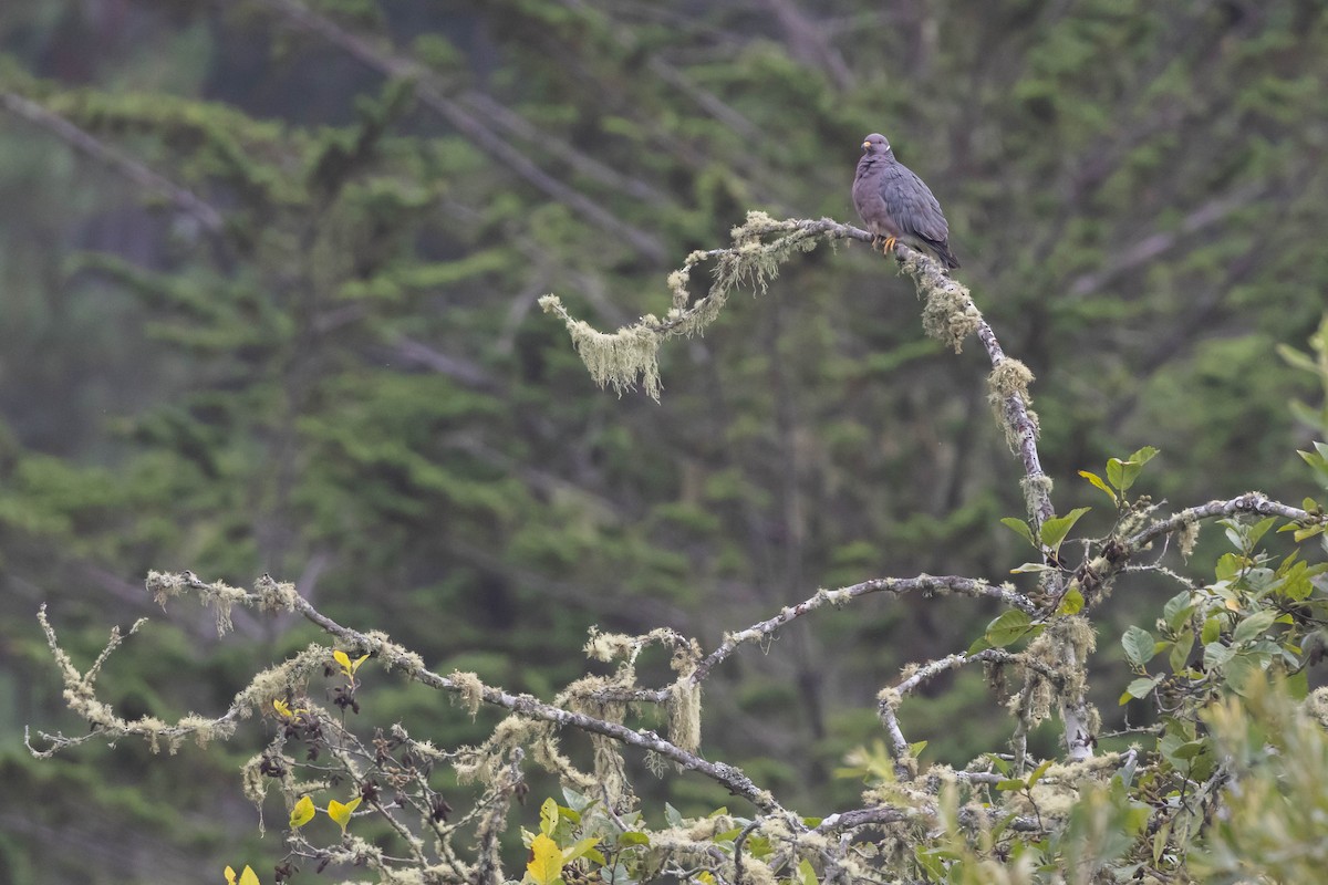 Band-tailed Pigeon (Northern) - ML610440445