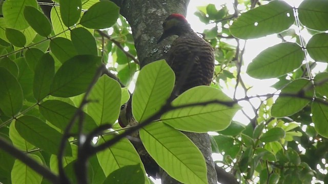 Green-barred Woodpecker - ML610440571