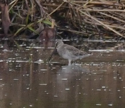 Long-billed Dowitcher - ML610440734