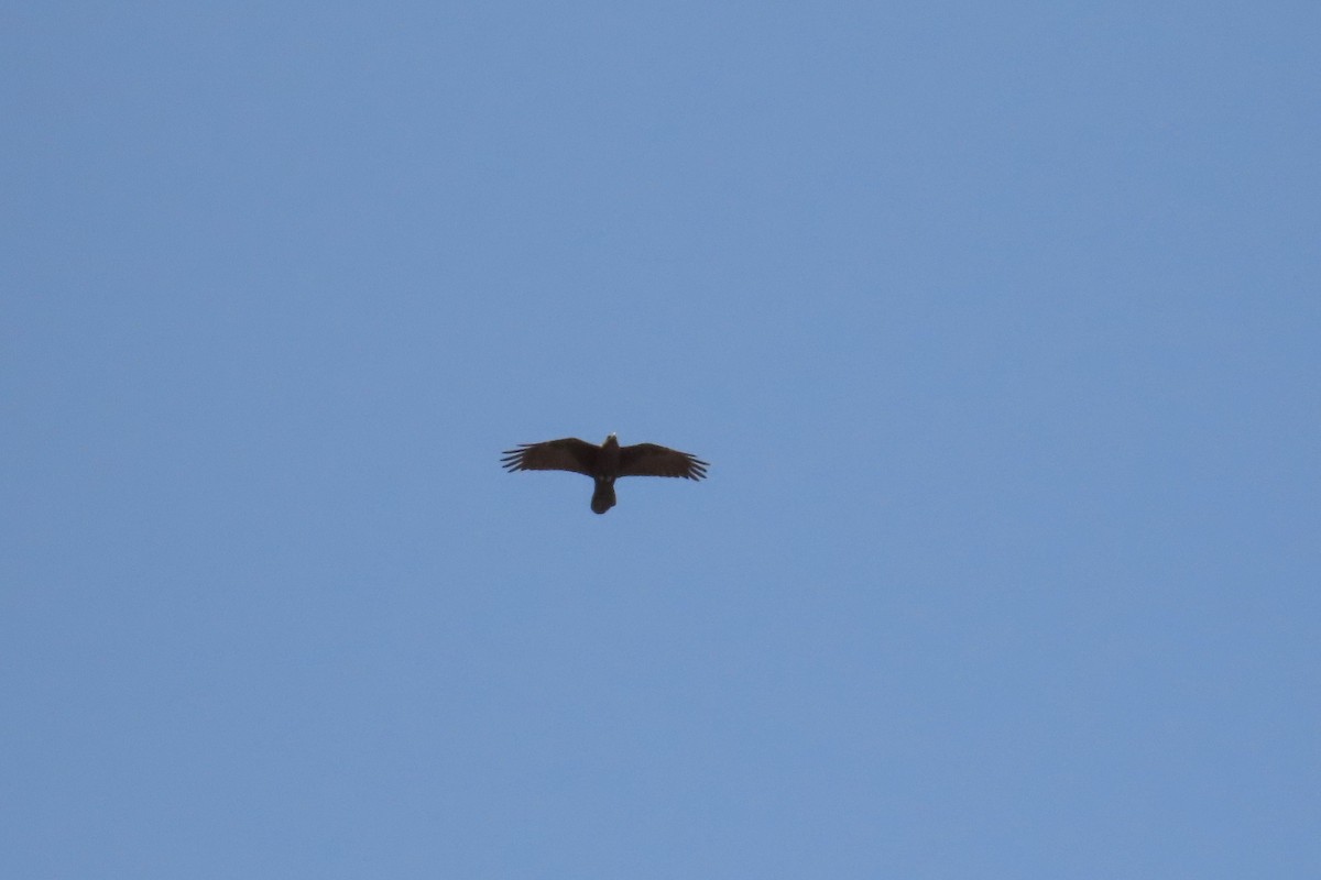 Brown-necked Raven - ML610441041