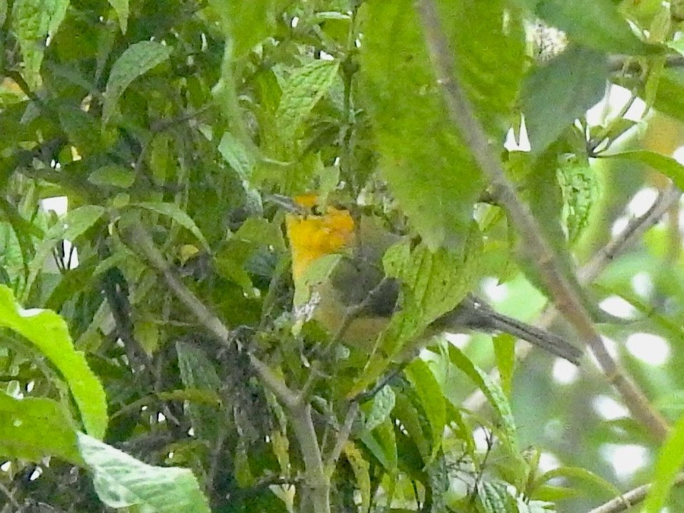 Rufous-chested Tanager - ML610441206