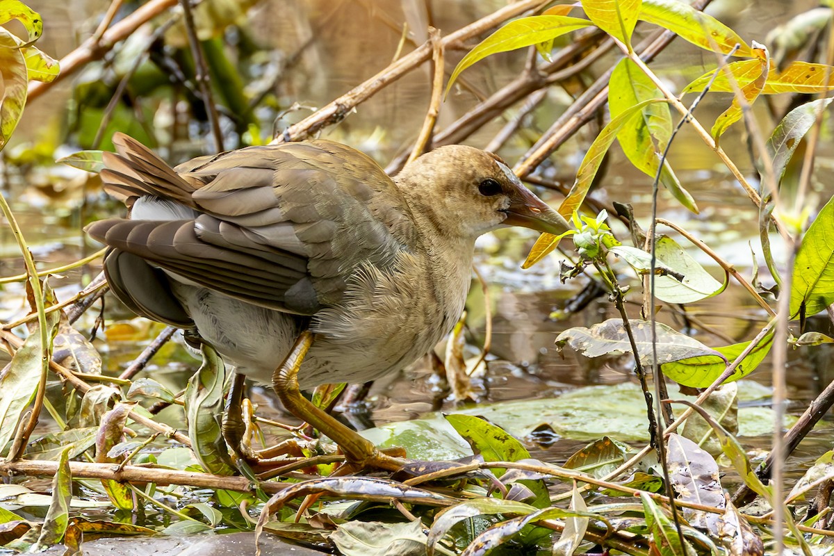 New York Breeding Bird Atlas Checklist - 27 Oct 2023 - Rockland Lake SP