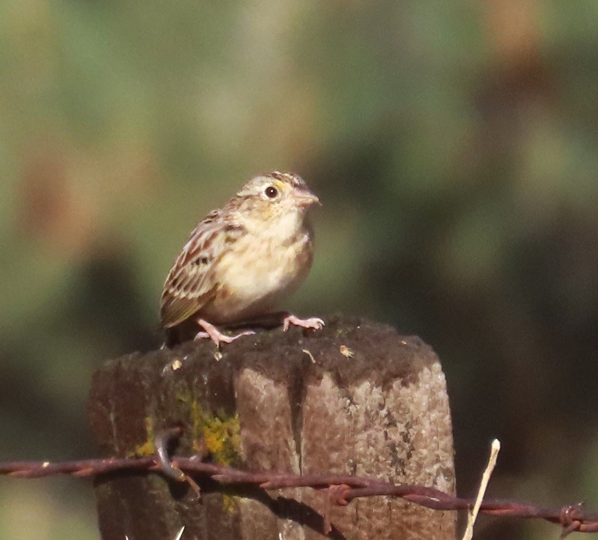 Grasshopper Sparrow - ML610441338