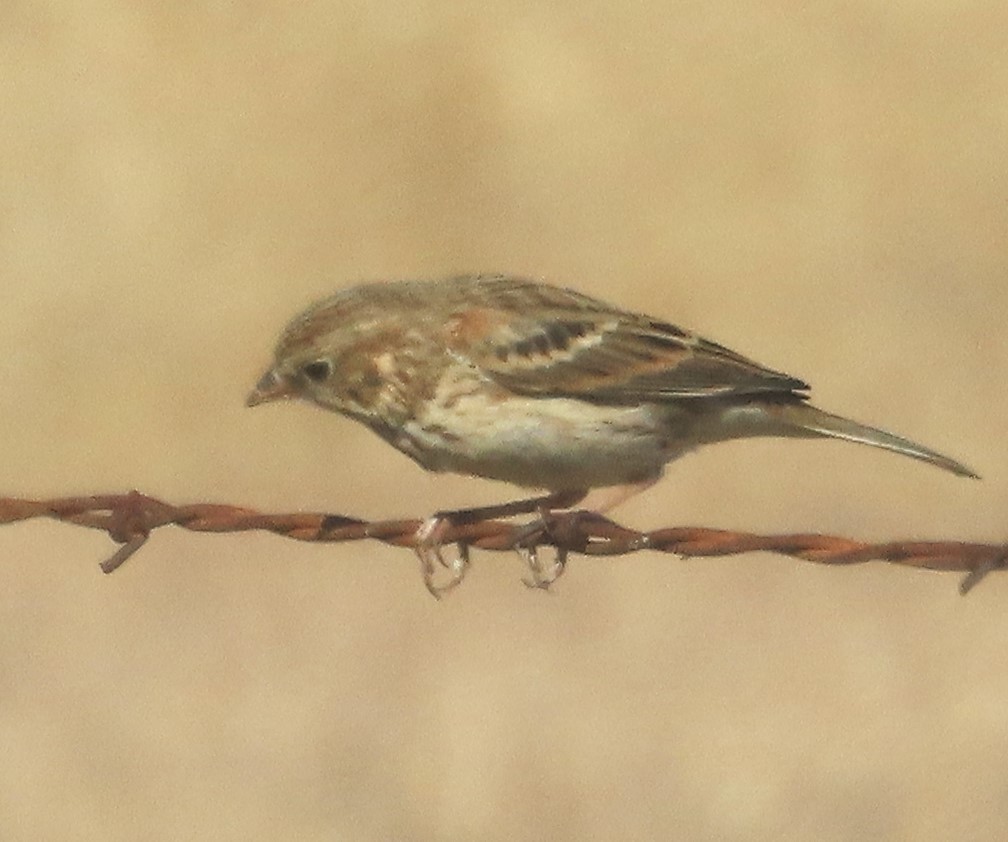 Vesper Sparrow - ML610441359