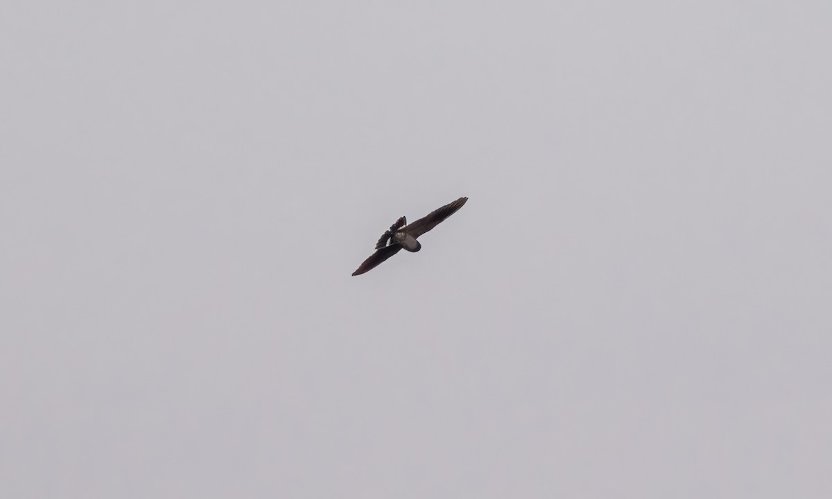 Band-tailed Nighthawk (latifascia) - ML610441374