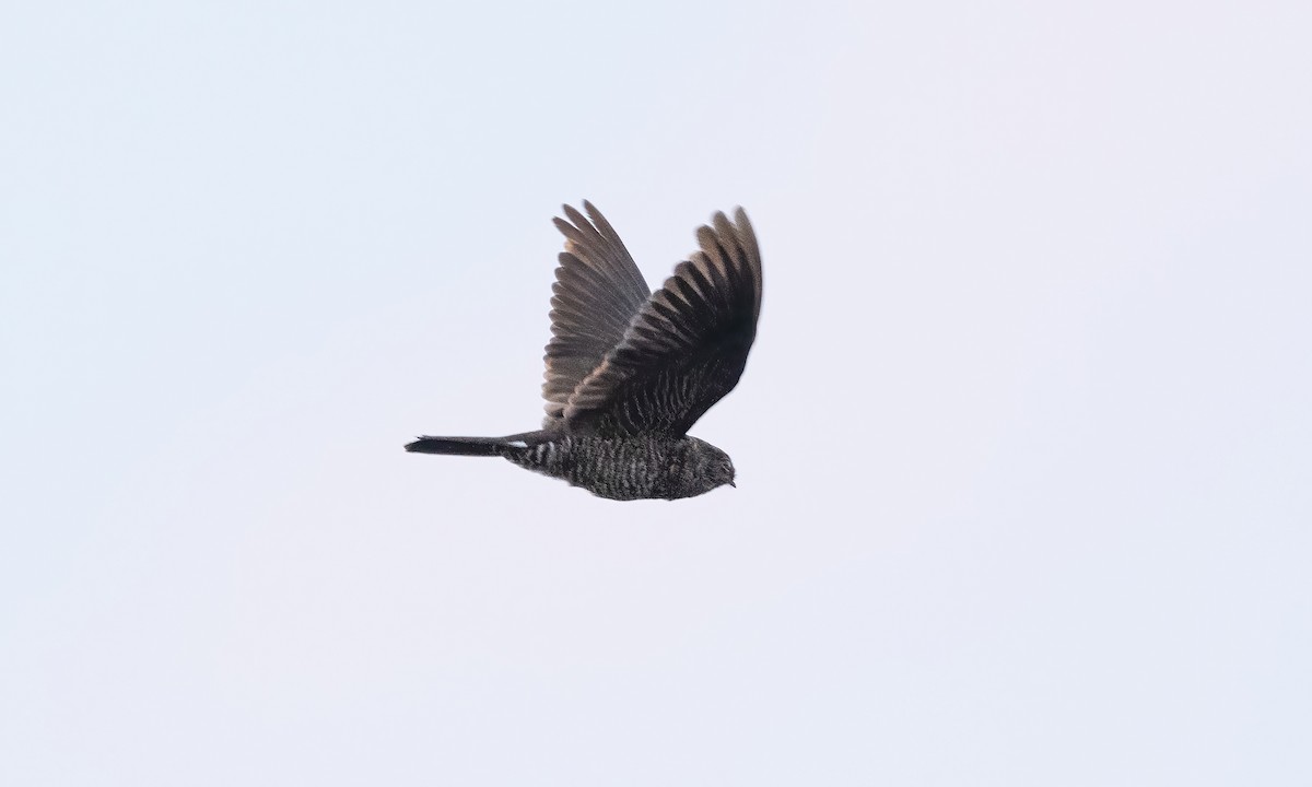 Band-tailed Nighthawk (latifascia) - ML610441375