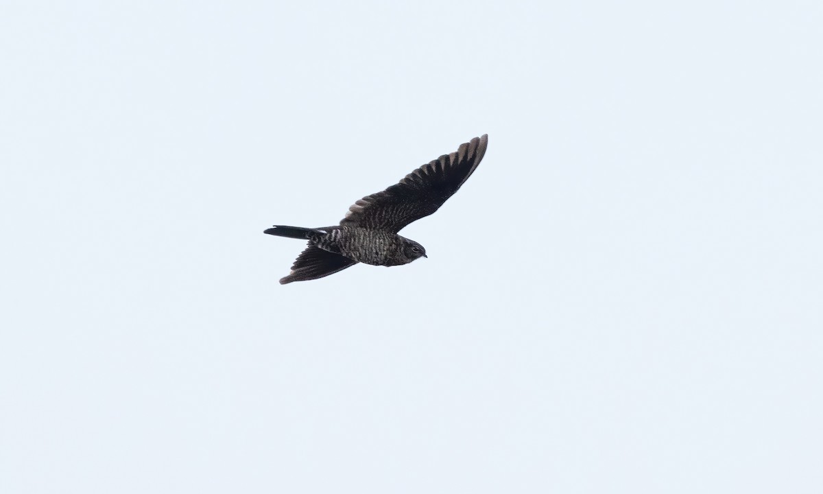 Band-tailed Nighthawk (latifascia) - ML610441376