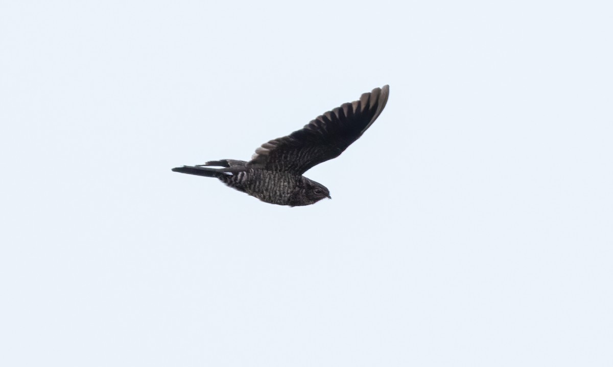 Band-tailed Nighthawk (latifascia) - ML610441377