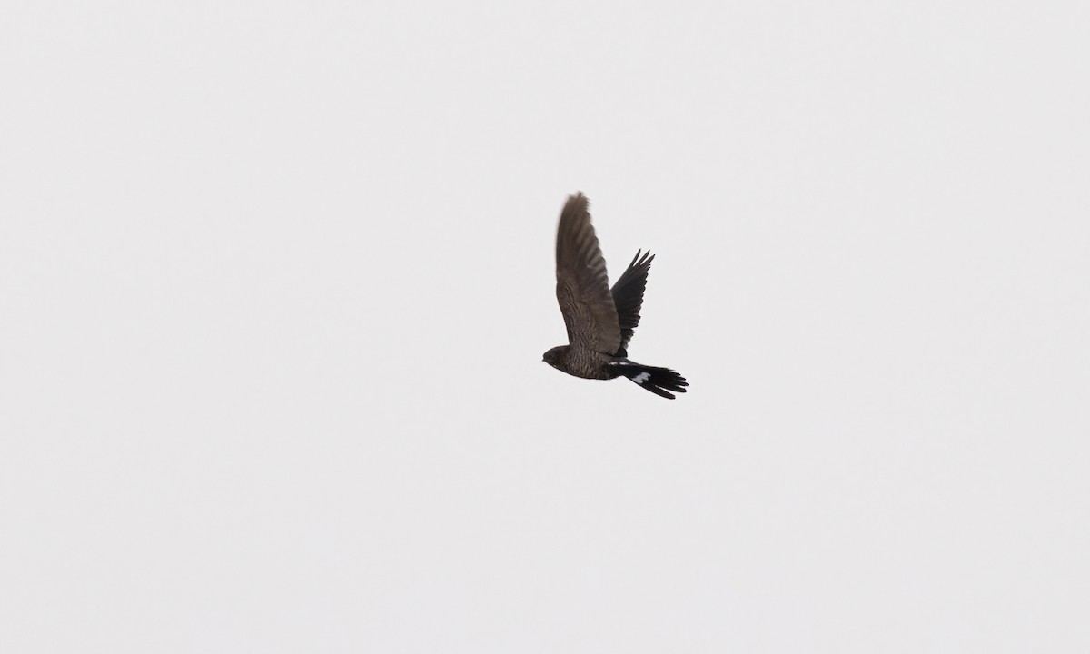 Band-tailed Nighthawk (latifascia) - ML610441378