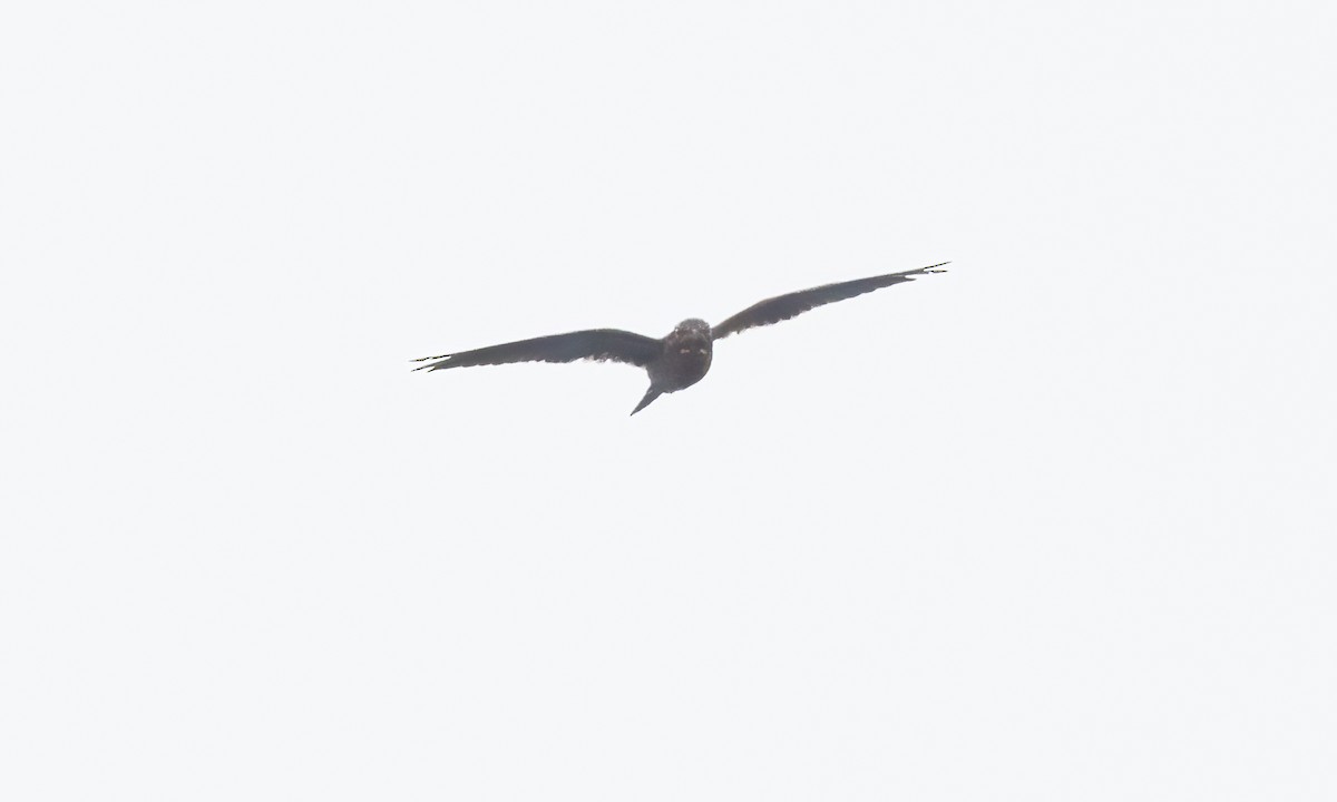 Band-tailed Nighthawk (latifascia) - ML610441379