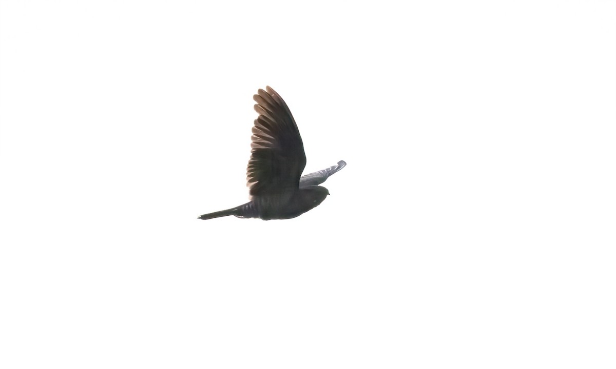 Band-tailed Nighthawk (latifascia) - ML610441380