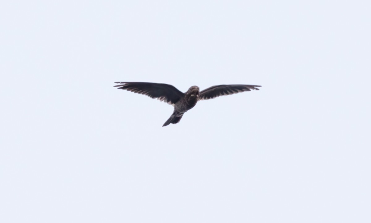 Band-tailed Nighthawk (latifascia) - ML610441381