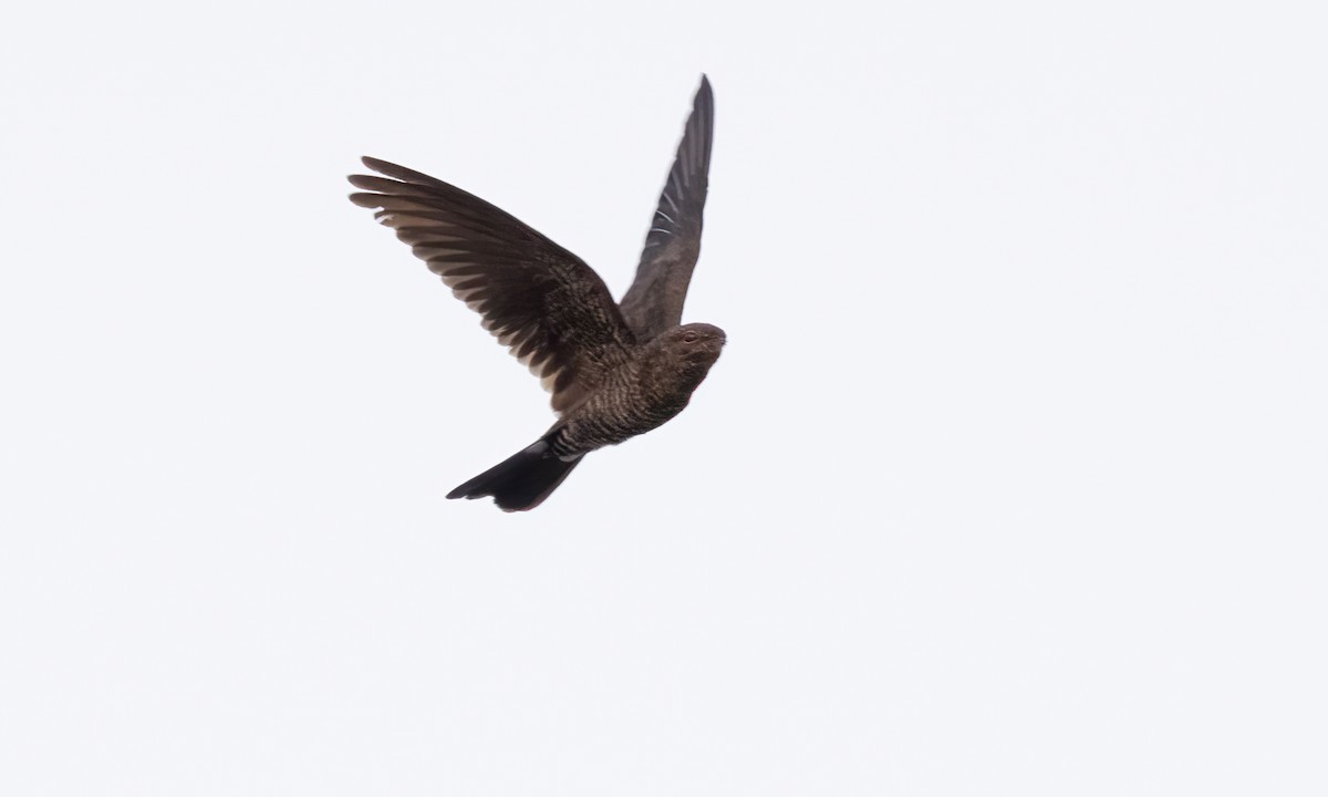Band-tailed Nighthawk (latifascia) - ML610441382