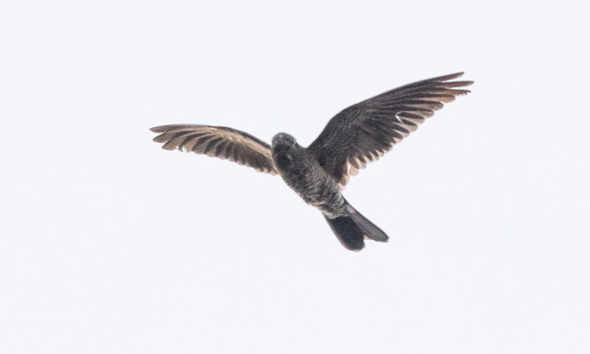 Band-tailed Nighthawk (latifascia) - Paul Fenwick