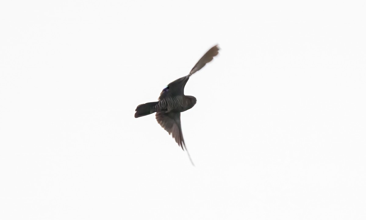 Band-tailed Nighthawk (latifascia) - ML610441384
