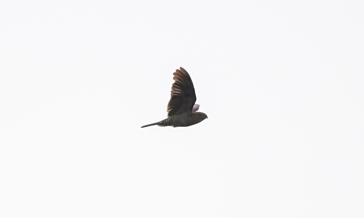 Band-tailed Nighthawk (latifascia) - ML610441385