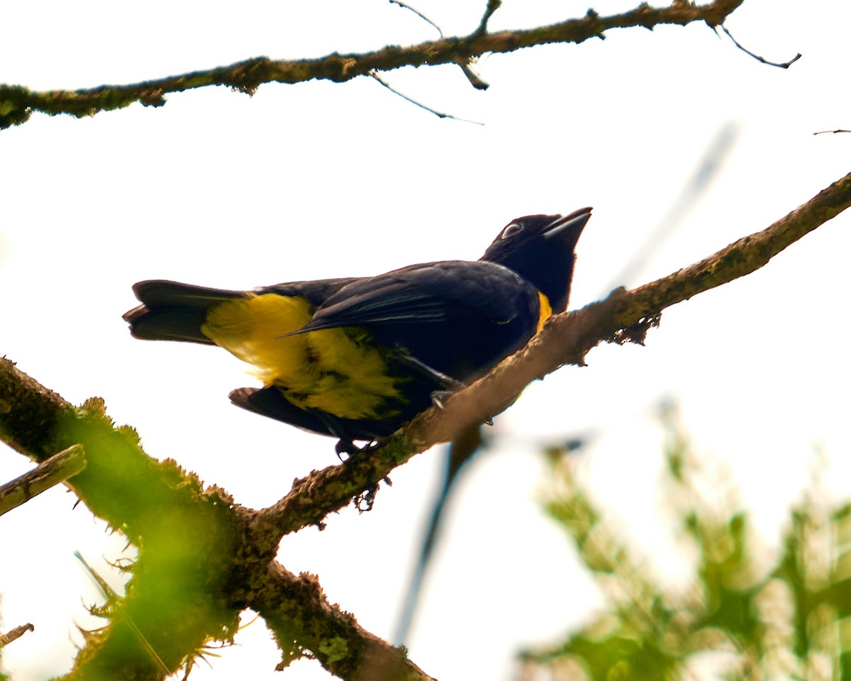 Golden-chested Tanager - ML610442484