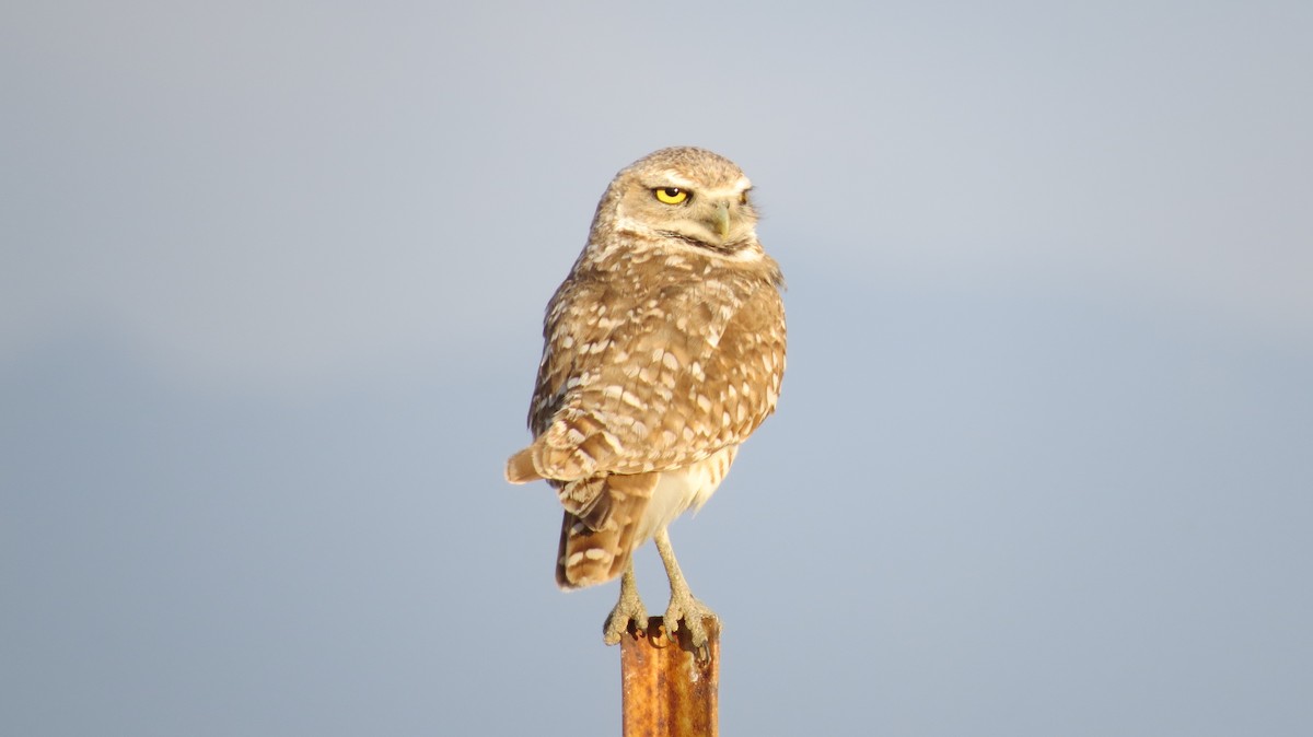 Burrowing Owl - Mike Hearell
