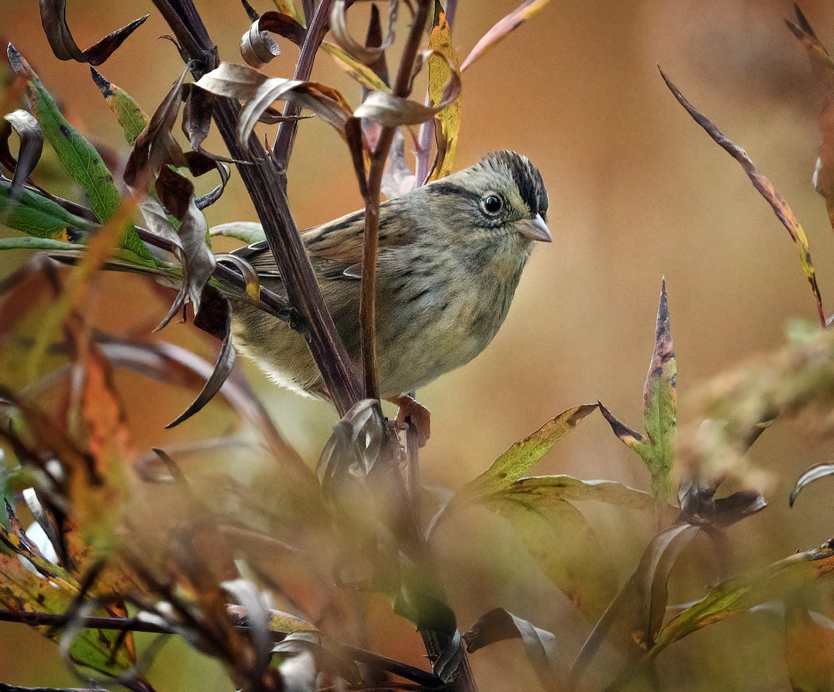 Swamp Sparrow - Tom Warren
