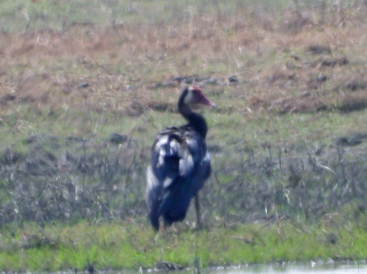 Spur-winged Goose - ML610443324