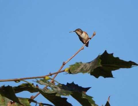 Allen's Hummingbird - Lena Hayashi