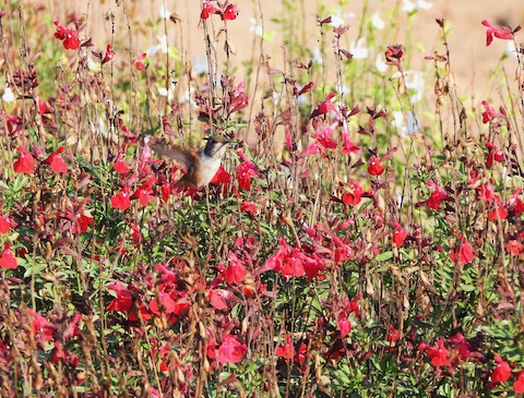 Allen's Hummingbird - Lena Hayashi