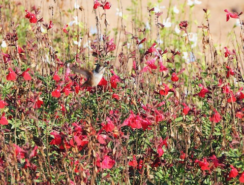 Allen's Hummingbird - Lena Hayashi