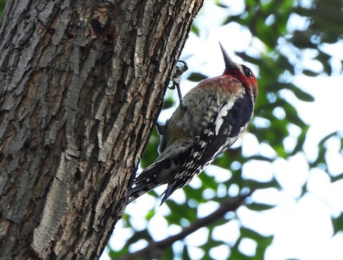 Red-breasted Sapsucker (daggetti) - Lena Hayashi