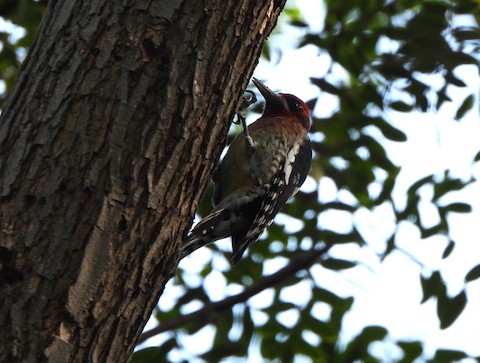 Red-breasted Sapsucker (daggetti) - Lena Hayashi