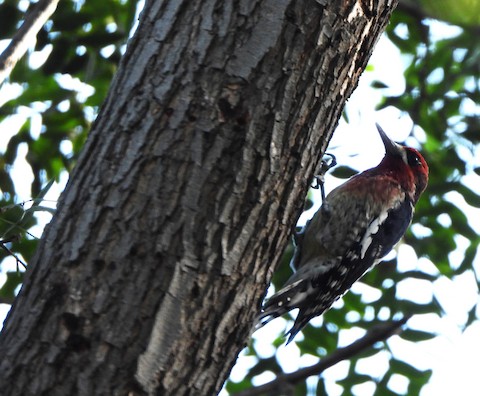 Red-breasted Sapsucker (daggetti) - Lena Hayashi