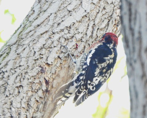 Red-breasted Sapsucker (daggetti) - Lena Hayashi