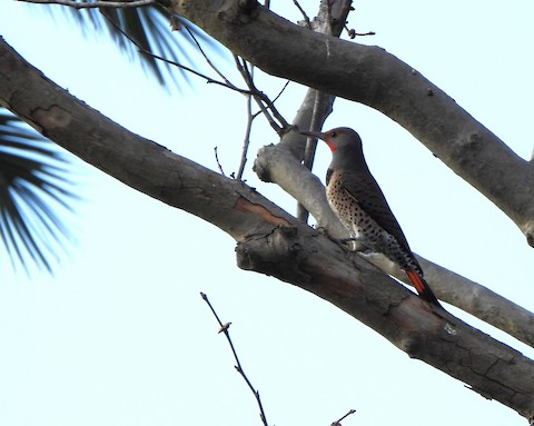 Northern Flicker (Red-shafted) - Lena Hayashi