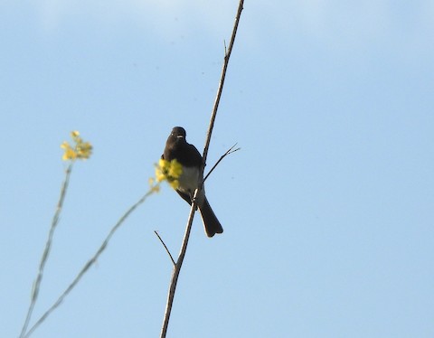 Black Phoebe - Lena Hayashi