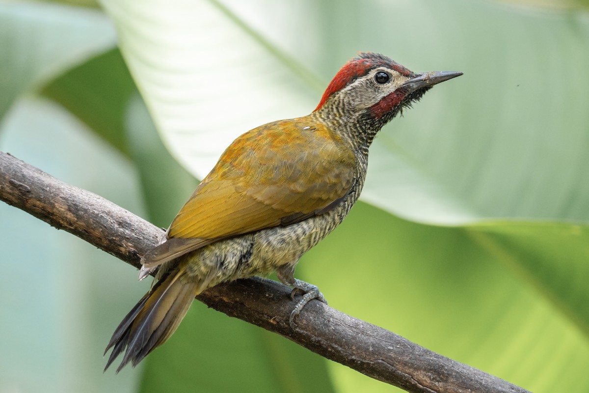 Golden-olive Woodpecker (rubripileus) - ML610443660