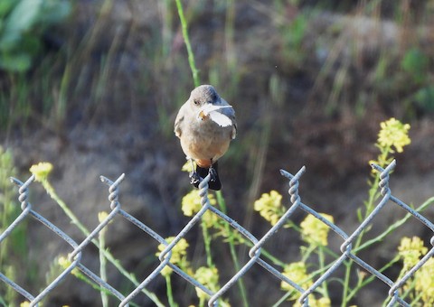 Say's Phoebe - Lena Hayashi