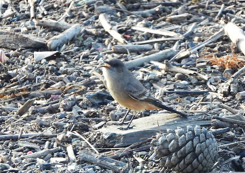 Say's Phoebe - Lena Hayashi