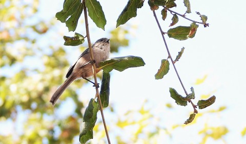 Bushtit - Lena Hayashi