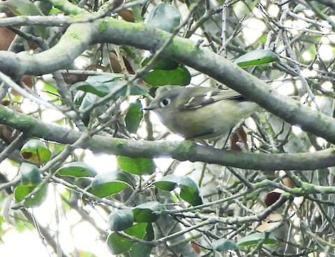 Hutton's Vireo - Lena Hayashi