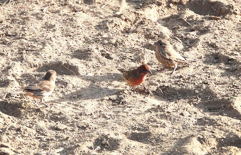 House Finch - Lena Hayashi