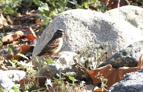 White-crowned Sparrow - Lena Hayashi